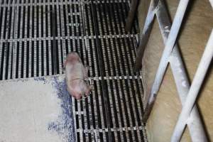 Farrowing crates at Huntly Piggery NSW - Australian pig farming - Captured at Huntly Piggery, Huntly North VIC Australia.