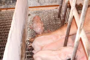 Farrowing crates at St Arnaud Piggery VIC - Australian pig farming - Captured at St Arnaud Piggery Units 2 & 3, Saint Arnaud VIC Australia.