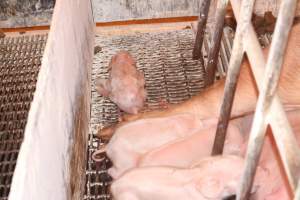 Farrowing crates at St Arnaud Piggery VIC - Australian pig farming - Captured at St Arnaud Piggery Units 2 & 3, St Arnaud VIC Australia.