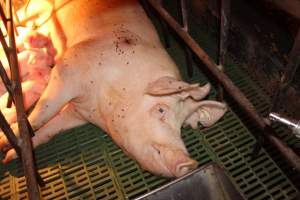 Sow with pressure sore - Australian pig farming - Captured at Bungowannah Piggery, Bungowannah NSW Australia.