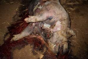 Dead sow outside - Stiff and bloated, in pools of blood - Captured at Yelmah Piggery, Magdala SA Australia.