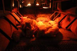 Farrowing crates at Finniss Park Piggery SA - Australian pig farming - Captured at Finniss Park Piggery, Mannum SA Australia.