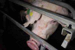 Farrowing crates at Sheaoak Piggery SA - Australian pig farming - Captured at Sheaoak Piggery, Shea-Oak Log SA Australia.