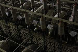 Sow stalls from above - Australian pig farming - Captured at Grong Grong Piggery, Grong Grong NSW Australia.