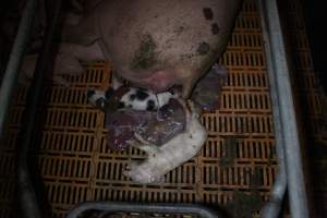 Farrowing crates at Wasleys Piggery SA - Australian pig farming - Captured at Wasleys Piggery, Pinkerton Plains SA Australia.