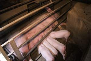 Farrowing crates at Korunye Park Piggery SA - Australian pig farming - Captured at Korunye Park Piggery, Korunye SA Australia.