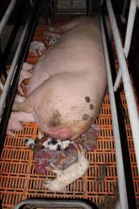 Farrowing crates at Wasleys Piggery SA - Australian pig farming - Captured at Wasleys Piggery, Pinkerton Plains SA Australia.