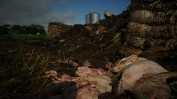 Dead pile outside - Australian pig farming - Captured at Yelmah Piggery, Magdala SA Australia.