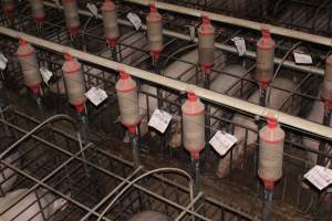 Sow stalls from above - Australian pig farming - Captured at Grong Grong Piggery, Grong Grong NSW Australia.