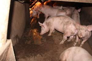 Grower pens underneath farrowing crates - Australian pig farming - Captured at Willawa Piggery, Grong Grong NSW Australia.