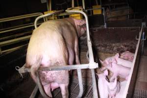 Farrowing crates at Girgarre Piggery VIC - Australian pig farming - Captured at Girgarre Piggery, Kyabram VIC Australia.