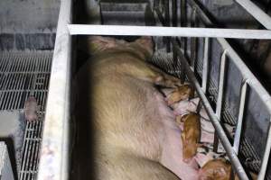 Farrowing crates at Huntly Piggery NSW - Australian pig farming - Captured at Huntly Piggery, Huntly North VIC Australia.