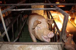 Farrowing crates at Bungowannah Piggery NSW - Australian pig farming - Captured at Bungowannah Piggery, Bungowannah NSW Australia.