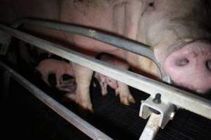 Farrowing crates at Sheaoak Piggery SA - Australian pig farming - Captured at Sheaoak Piggery, Shea-Oak Log SA Australia.