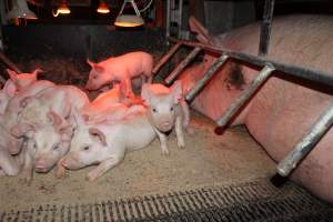 Farrowing crates at Finniss Park Piggery SA - Australian pig farming - Captured at Finniss Park Piggery, Mannum SA Australia.