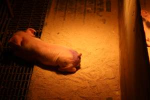 Piglet after tail cut off - Australian pig farming - Captured at St Arnaud Piggery Units 2 & 3, St Arnaud VIC Australia.