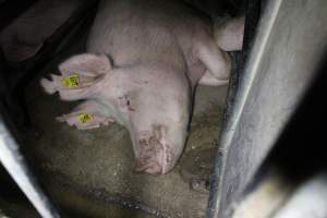 Sow stalls at Deni Piggery NSW - Australian pig farming - Captured at Deni Piggery, Deniliquin NSW Australia.