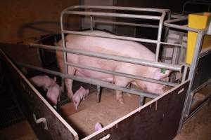 Farrowing crates at Girgarre Piggery VIC - Australian pig farming - Captured at Girgarre Piggery, Girgarre VIC Australia.