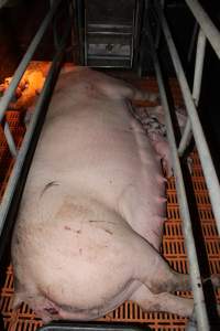 Farrowing crates at Wasleys Piggery SA - Australian pig farming - Captured at Wasleys Piggery, Pinkerton Plains SA Australia.