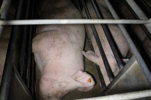 Sow stalls at Deni Piggery NSW - Australian pig farming - Captured at Deni Piggery, Deniliquin NSW Australia.