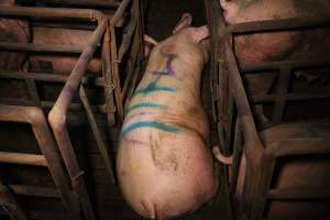 Sow in aisle of sow stall shed - Australian pig farming - Captured at Korunye Park Piggery, Korunye SA Australia.