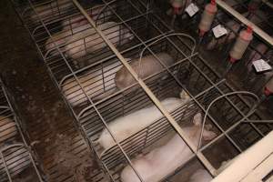 Sow stalls from above - Australian pig farming - Captured at Grong Grong Piggery, Grong Grong NSW Australia.