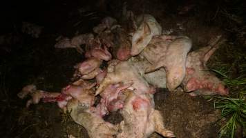 Dead pile outside - Australian pig farming - Captured at Yelmah Piggery, Magdala SA Australia.