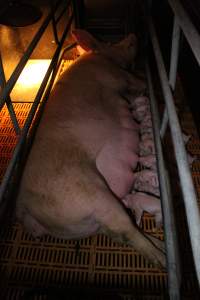 Farrowing crates at Wasleys Piggery SA - Australian pig farming - Captured at Wasleys Piggery, Pinkerton Plains SA Australia.