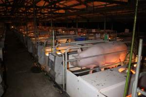 Farrowing crates at Sheaoak Piggery SA - Australian pig farming - Captured at Sheaoak Piggery, Shea-Oak Log SA Australia.
