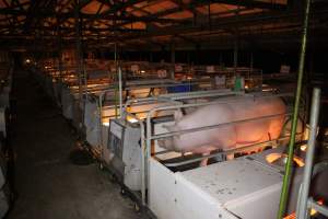 Farrowing crates at Sheaoak Piggery SA - Australian pig farming - Captured at Sheaoak Piggery, Shea-Oak Log SA Australia.