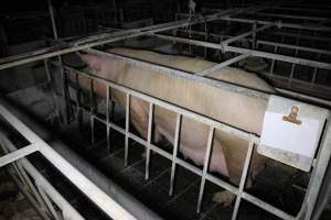 Farrowing crates at Huntly Piggery NSW - Australian pig farming - Captured at Huntly Piggery, Huntly North VIC Australia.