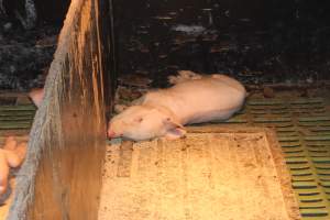 Farrowing crates at Bungowannah Piggery NSW - Australian pig farming - Captured at Bungowannah Piggery, Bungowannah NSW Australia.