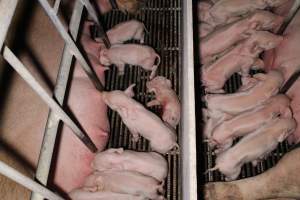 Farrowing crates at Huntly Piggery NSW - Australian pig farming - Captured at Huntly Piggery, Huntly North VIC Australia.