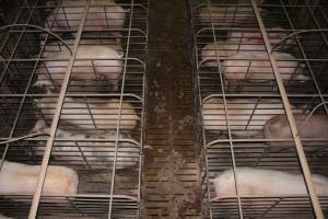 Sow stalls from above - Australian pig farming - Captured at Grong Grong Piggery, Grong Grong NSW Australia.