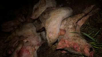 Dead pile outside - Australian pig farming - Captured at Yelmah Piggery, Magdala SA Australia.