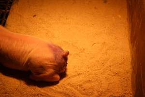 Piglet after tail cut off - Australian pig farming - Captured at St Arnaud Piggery Units 2 & 3, St Arnaud VIC Australia.