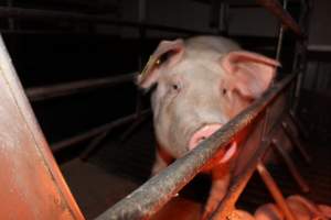 Farrowing crates at Finniss Park Piggery SA - Australian pig farming - Captured at Finniss Park Piggery, Mannum SA Australia.