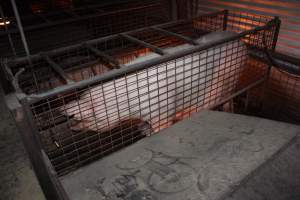 Farrowing crates at Willawa Piggery NSW - Australian pig farming - Captured at Willawa Piggery, Grong Grong NSW Australia.