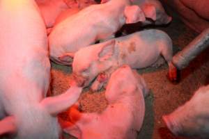 Farrowing crates at Finniss Park Piggery SA - Australian pig farming - Captured at Finniss Park Piggery, Mannum SA Australia.