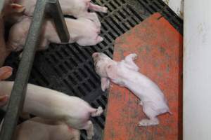 Farrowing crates at Mindarra Piggery WA - Australian pig farming - Captured at Mindarra Piggery (module 1), Boonanarring WA Australia.