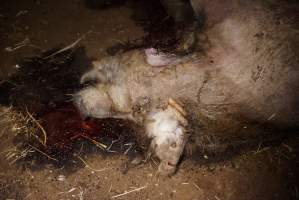 Dead sow outside - Stiff and bloated, in pools of blood - Captured at Yelmah Piggery, Magdala SA Australia.