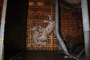 Farrowing crates at Wasleys Piggery SA - Australian pig farming - Captured at Wasleys Piggery, Pinkerton Plains SA Australia.