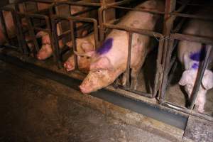 Sow stalls at Korunye Park Piggery SA - Australian pig farming - Captured at Korunye Park Piggery, Korunye SA Australia.