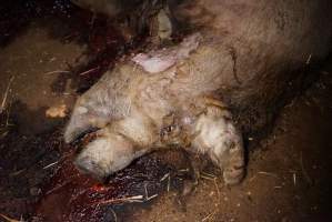 Dead sow outside - Stiff and bloated, in pools of blood - Captured at Yelmah Piggery, Magdala SA Australia.