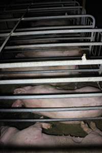 Sows in sow stalls living in thick excrement - Australian pig farming - Captured at Deni Piggery, Deniliquin NSW Australia.