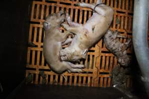 Farrowing crates at Wasleys Piggery SA - Australian pig farming - Captured at Wasleys Piggery, Pinkerton Plains SA Australia.