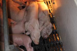 Farrowing crates at Sheaoak Piggery SA - Australian pig farming - Captured at Sheaoak Piggery, Shea-Oak Log SA Australia.