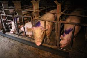 Sow stalls at Korunye Park Piggery SA - Australian pig farming - Captured at Korunye Park Piggery, Korunye SA Australia.