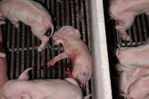 Farrowing crates at Huntly Piggery NSW - Australian pig farming - Captured at Huntly Piggery, Huntly North VIC Australia.