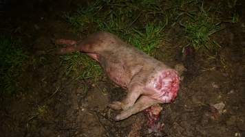 Dead pile outside - Australian pig farming - Captured at Yelmah Piggery, Magdala SA Australia.